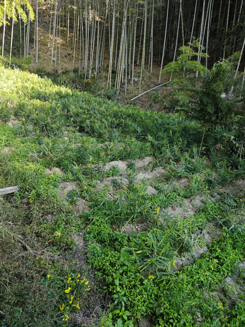 福建南平生姜