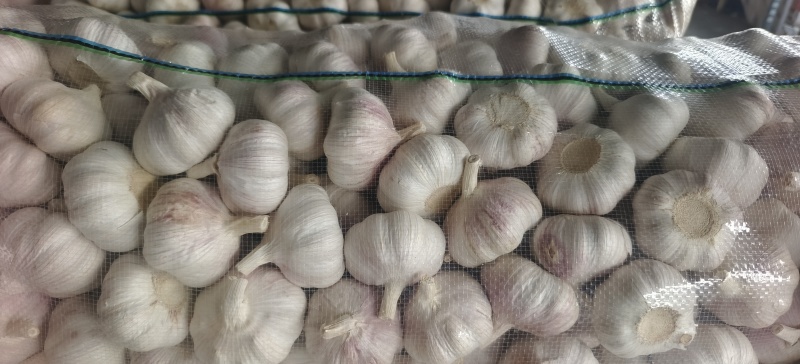 邳州精品加工大蒜，市场，电商，商超，现货供应货源充足，