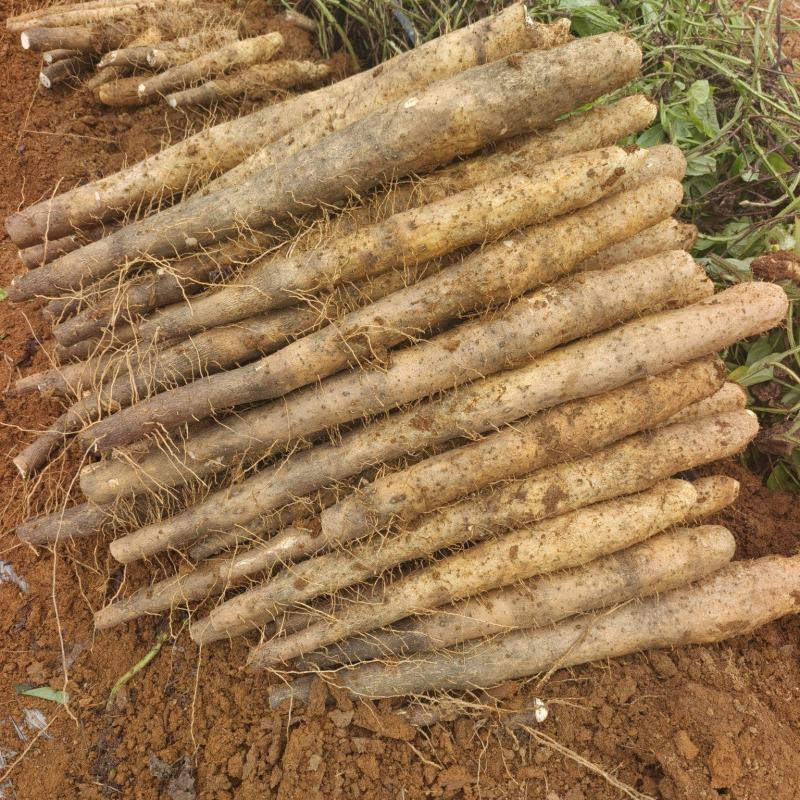 白鬼黑鬼淮山药供应，基地直发，没有中间商