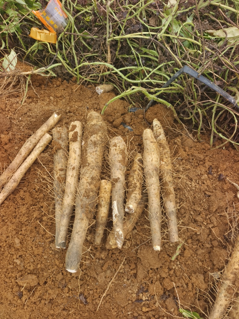 白鬼黑鬼淮山药供应，基地直发，没有中间商