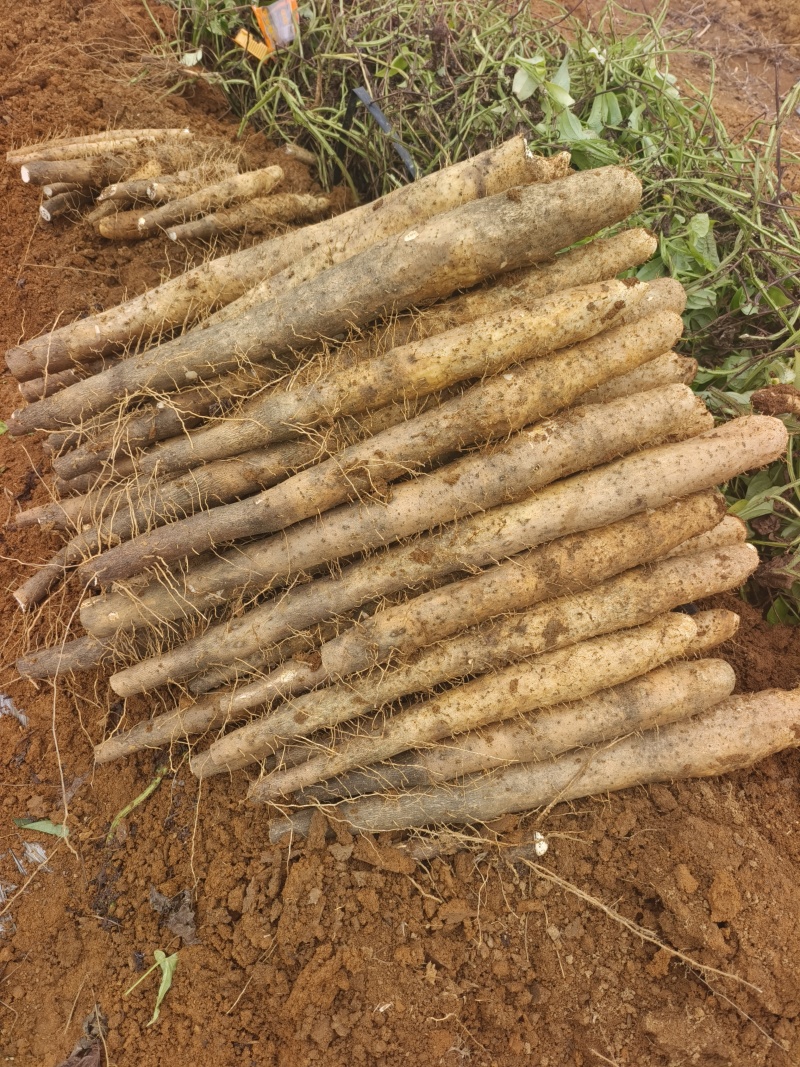 白鬼黑鬼淮山药供应，基地直发，没有中间商