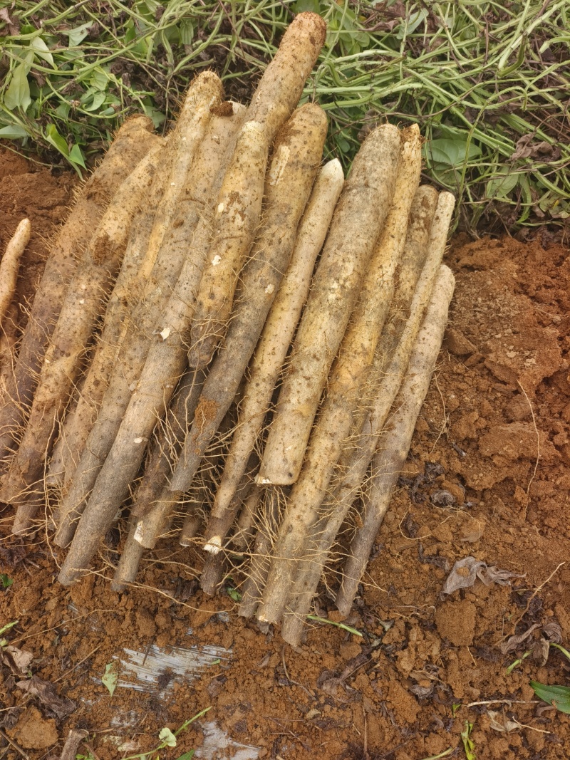 白鬼黑鬼淮山药供应，基地直发，没有中间商