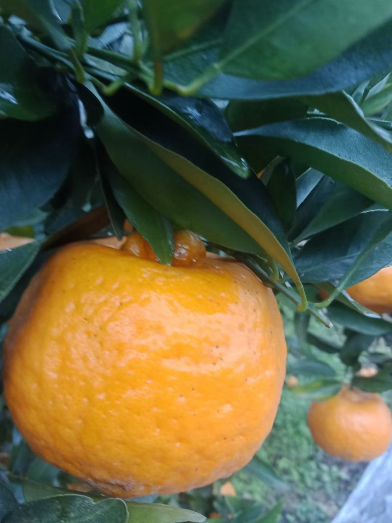 荣县椪柑