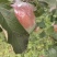 苹果