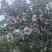 苹果
