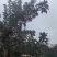 苹果