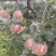 苹果