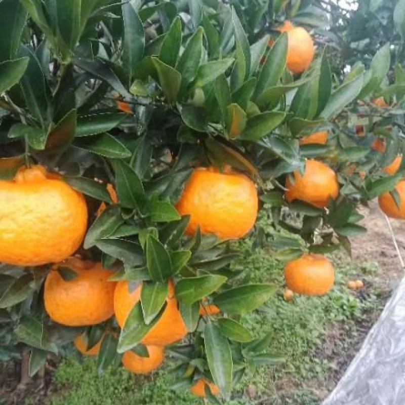 四川椪柑