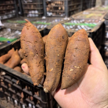 红土地榴莲蜜薯