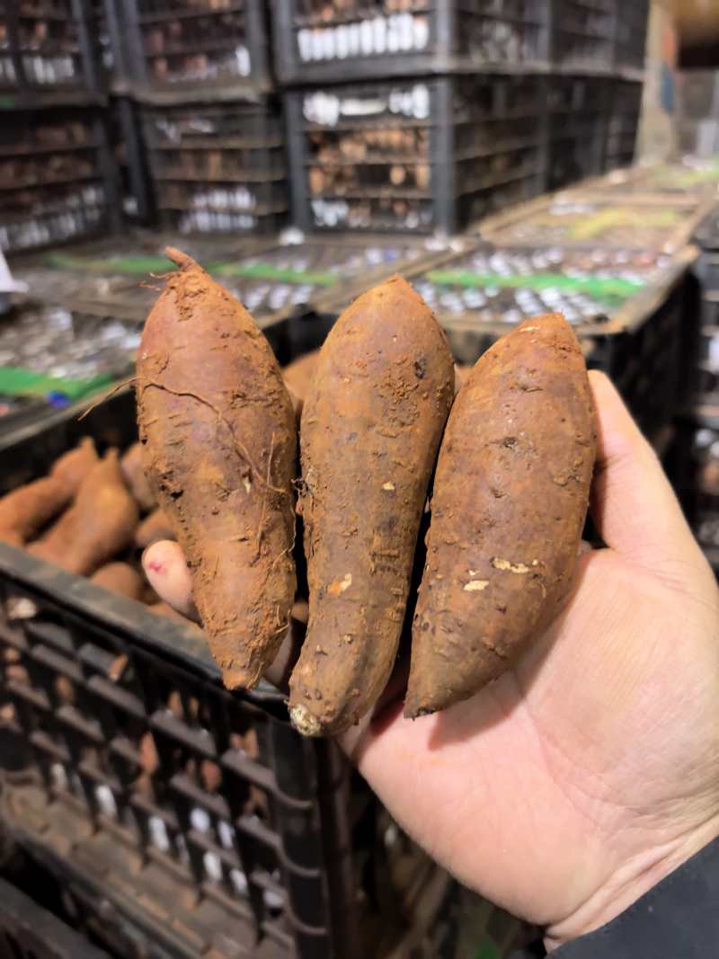红土地榴莲蜜薯