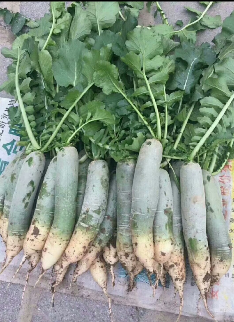 正宗潍县萝卜支持全国发货需要的联系