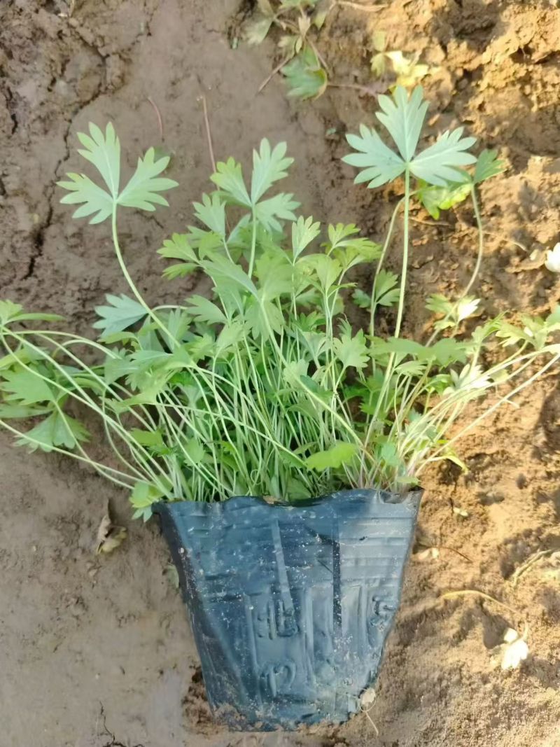 绿化苗木五叶委陵菜！基地直供自产自销一手货源！