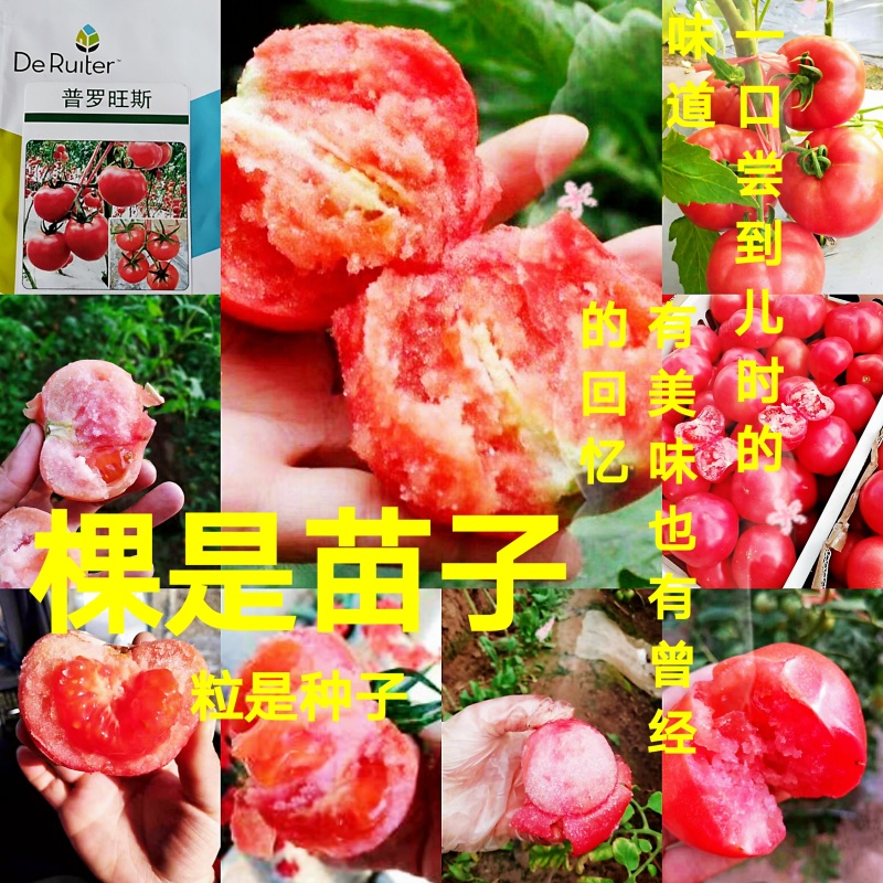 普罗旺斯荷兰进口原包装西红柿苗口感好产量高常年有苗