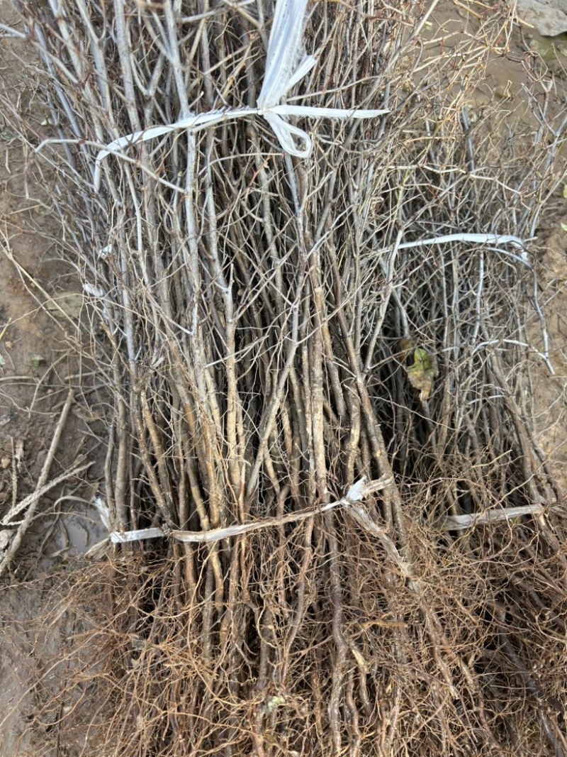 晋酸三号酸枣苗双仁旱地坡地栽种耐旱现挖好活