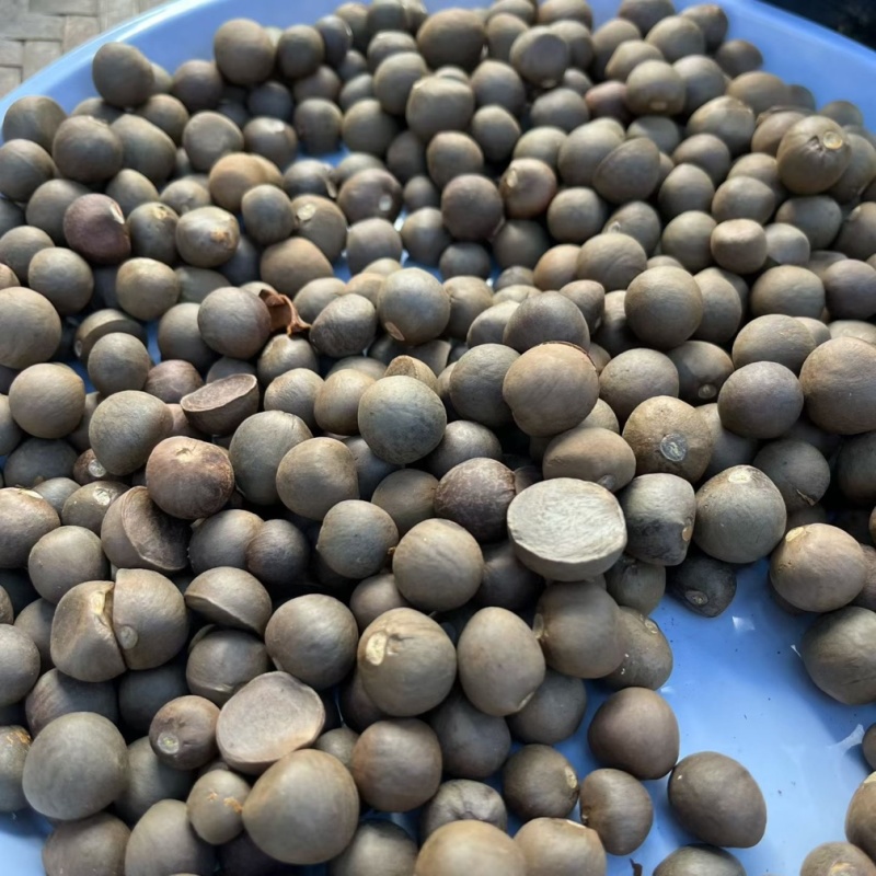 勐库大叶种茶苗茶子批发零售种苗茶树苗大叶种茶籽基地