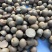 勐库大叶种茶苗茶子批发零售种苗茶树苗大叶种茶籽基地