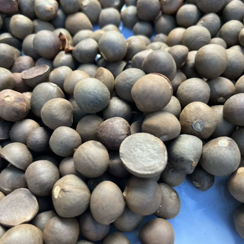 勐库大叶种茶苗茶子批发零售种苗茶树苗大叶种茶籽基地