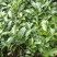 勐库大叶种茶苗茶子批发零售种苗茶树苗大叶种茶籽基地