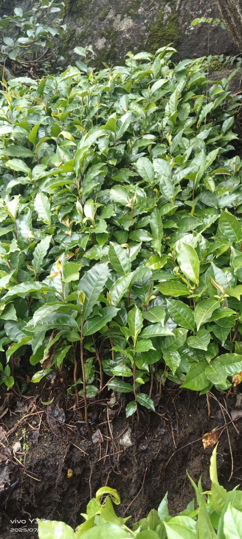 勐库大叶种茶苗茶子批发零售种苗茶树苗大叶种茶籽基地