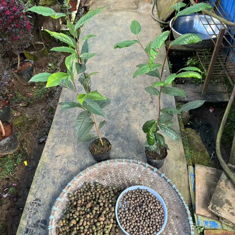 勐库大叶种茶苗茶子批发零售种苗茶树苗大叶种茶籽基地