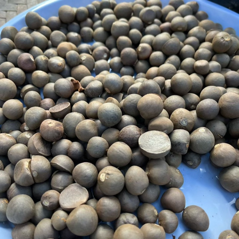 勐库大叶种茶苗茶子批发零售种苗茶树苗大叶种茶籽基地