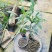 勐库大叶种茶苗茶子批发零售种苗茶树苗大叶种茶籽基地