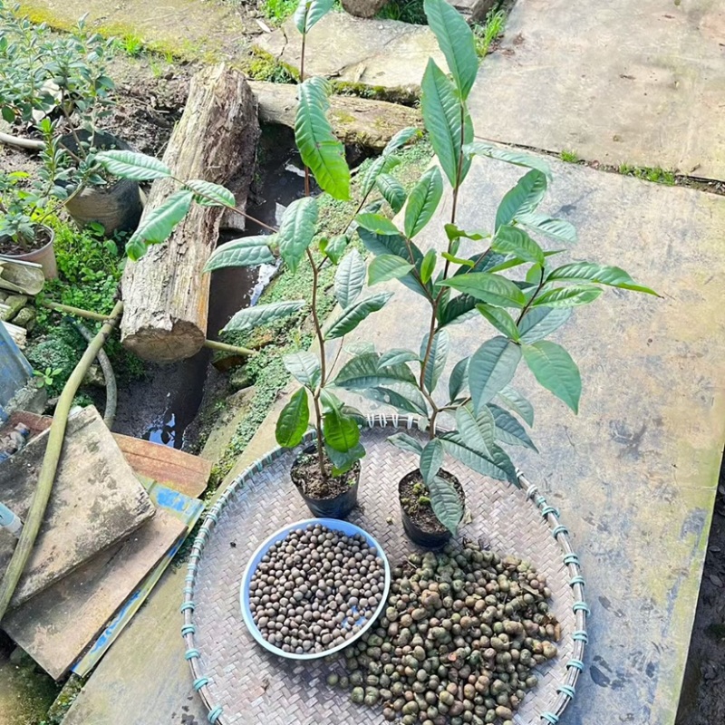 勐库大叶种茶苗茶子批发零售种苗茶树苗大叶种茶籽基地