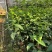 勐库大叶种茶苗茶子批发零售种苗茶树苗大叶种茶籽基地