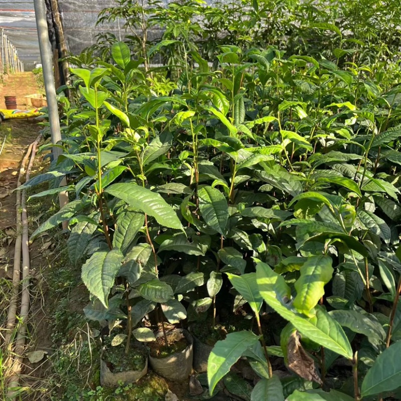 勐库大叶种茶苗茶子批发零售种苗茶树苗大叶种茶籽基地