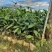 勐库大叶种茶苗茶子批发零售种苗茶树苗大叶种茶籽基地