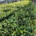 勐库大叶种茶苗茶子批发零售种苗茶树苗大叶种茶籽基地