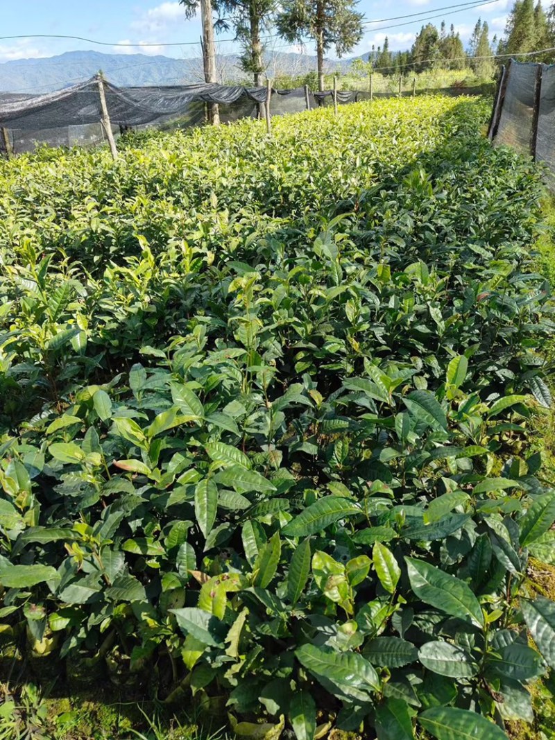勐库大叶种茶苗茶子批发零售种苗茶树苗大叶种茶籽基地