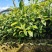 勐库大叶种茶苗茶子批发零售种苗茶树苗大叶种茶籽基地