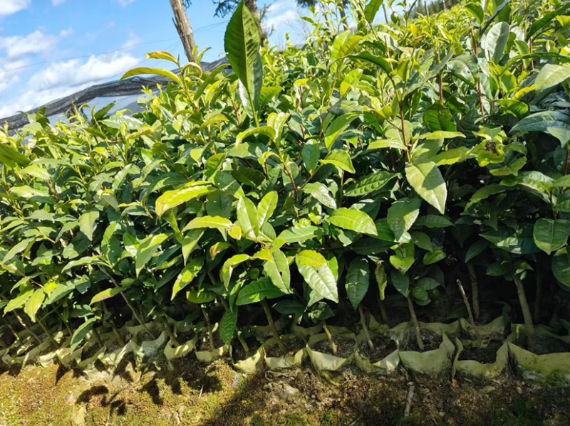 勐库大叶种茶苗茶子批发零售种苗茶树苗大叶种茶籽基地