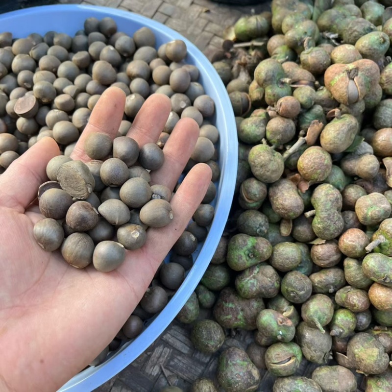 勐库大叶种茶苗茶子批发零售种苗茶树苗大叶种茶籽基地