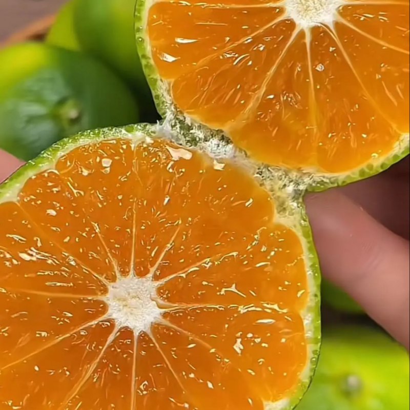 【精品】蜜橘个大皮薄多汁适合外贸出口市场电商