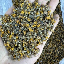 野菊花野生干菊花25年新货一手货源干度好颗粒好