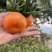 川橘，古红橘