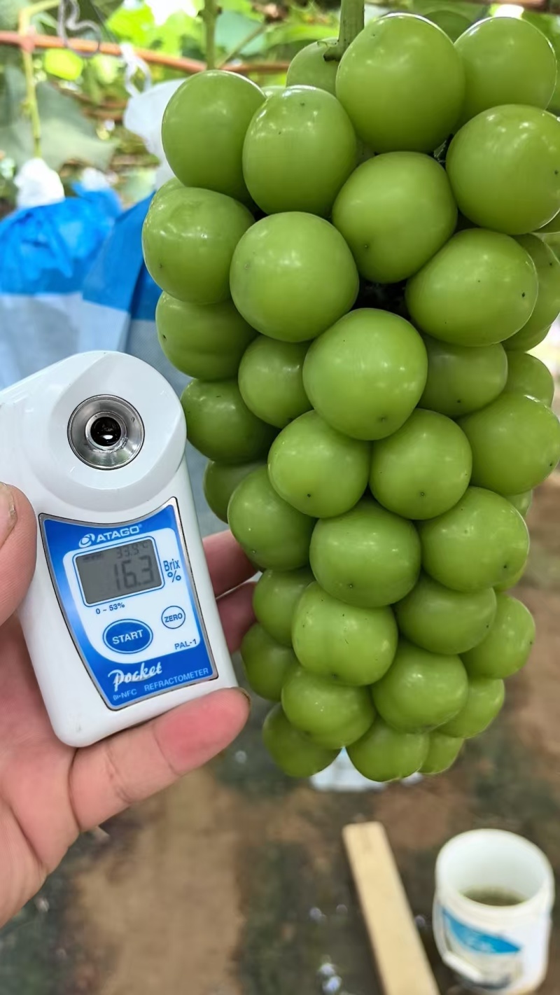 葡萄/阳光玫瑰/种植基地直供/对接批发市场采购代办代收