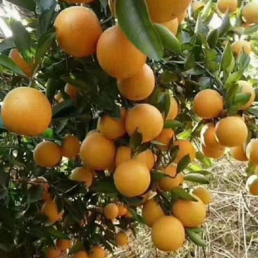 湖南怀化麻阳冰糖橙
