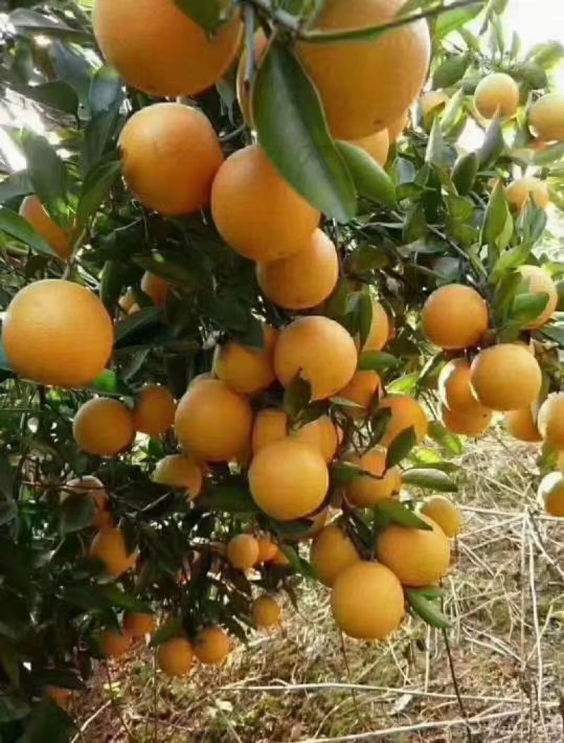 湖南怀化麻阳冰糖橙