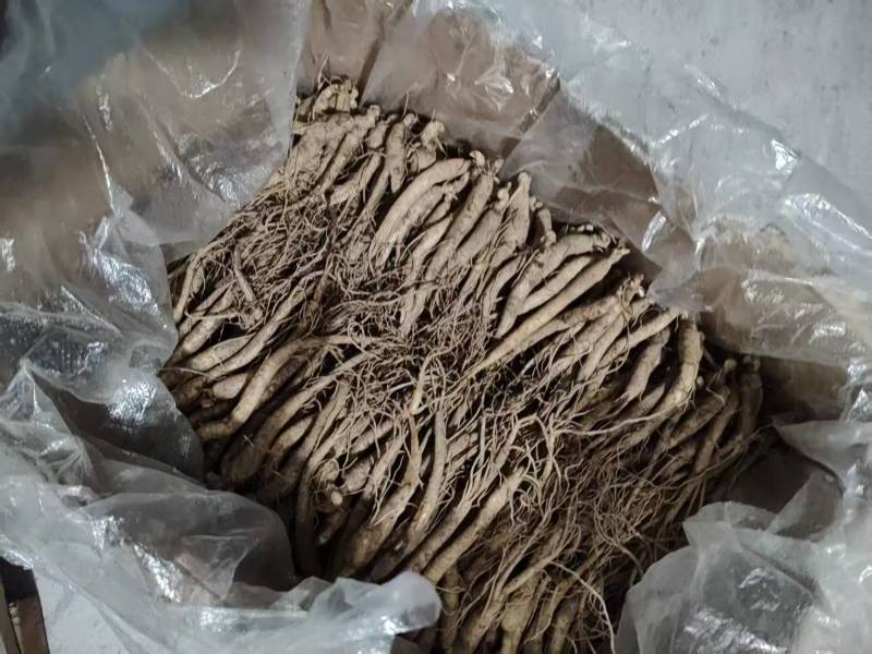 吉林通化人参鲜参园参产地直发支持视频看货