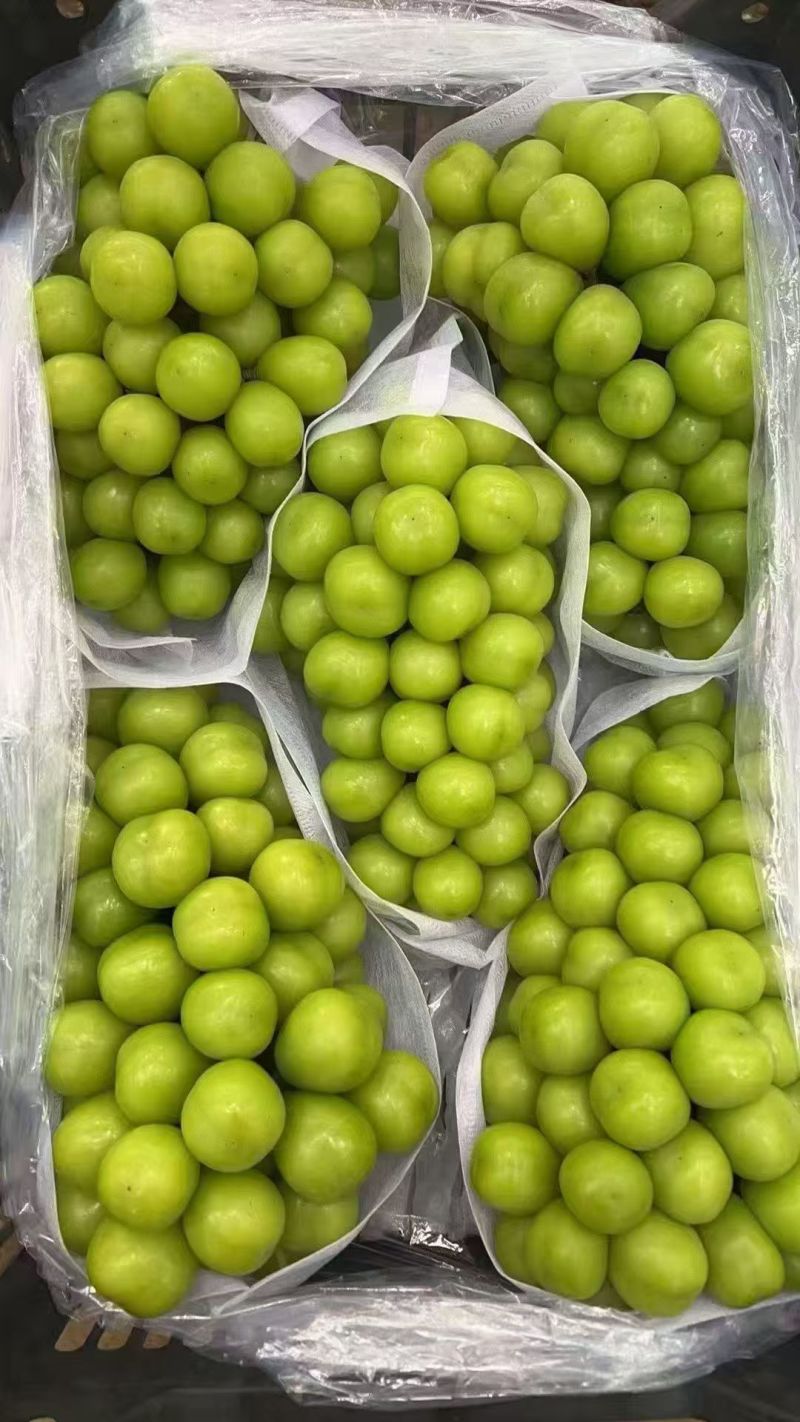 葡萄/阳光玫瑰/种植基地直供/对接批发市场采购代办代收