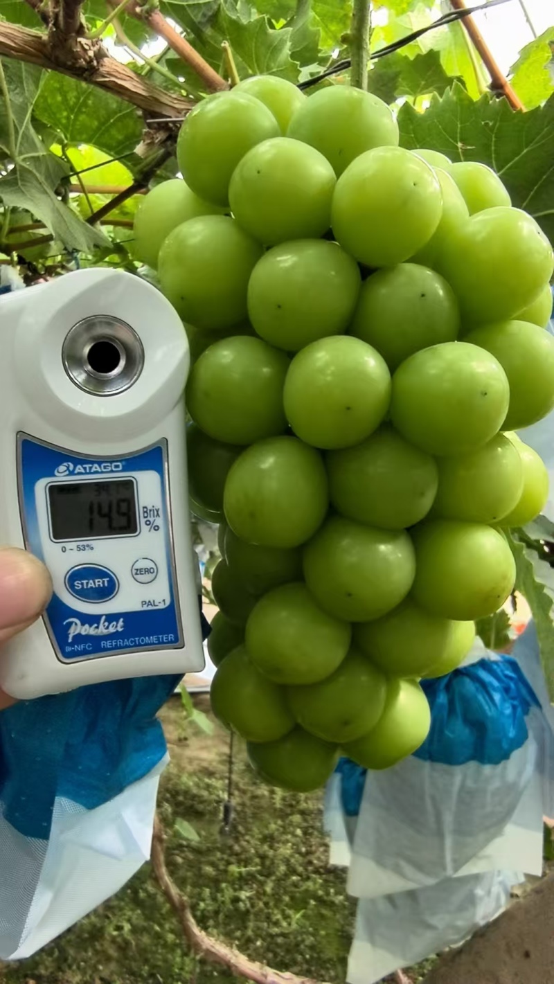 葡萄/阳光玫瑰/种植基地直供/对接批发市场采购代办代收