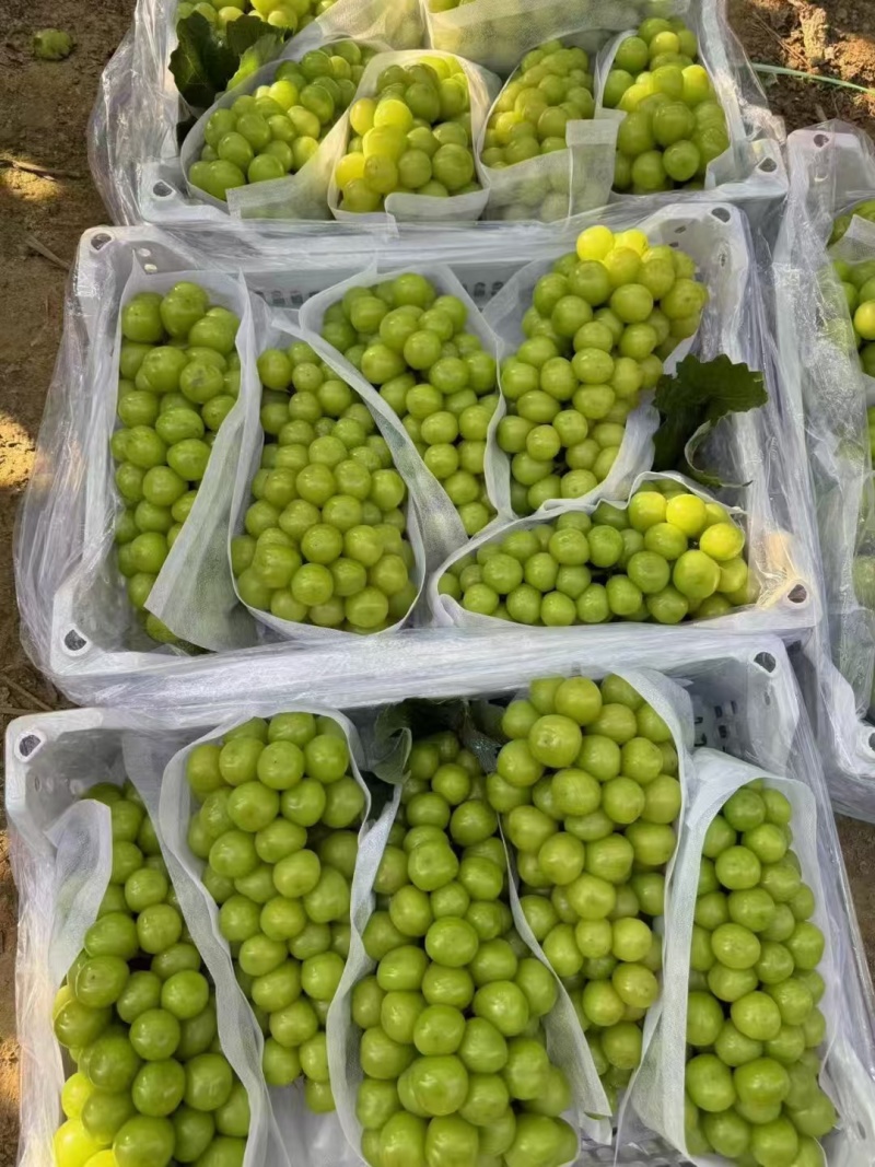 葡萄/阳光玫瑰/种植基地直供/对接批发市场采购代办代收