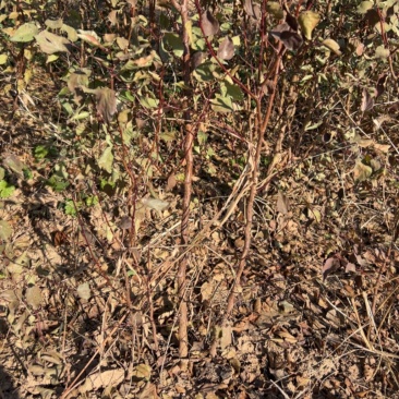 山杏苗嫁接杏树砧木苗荒山绿化苗