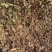 山杏苗嫁接杏树砧木苗荒山绿化苗