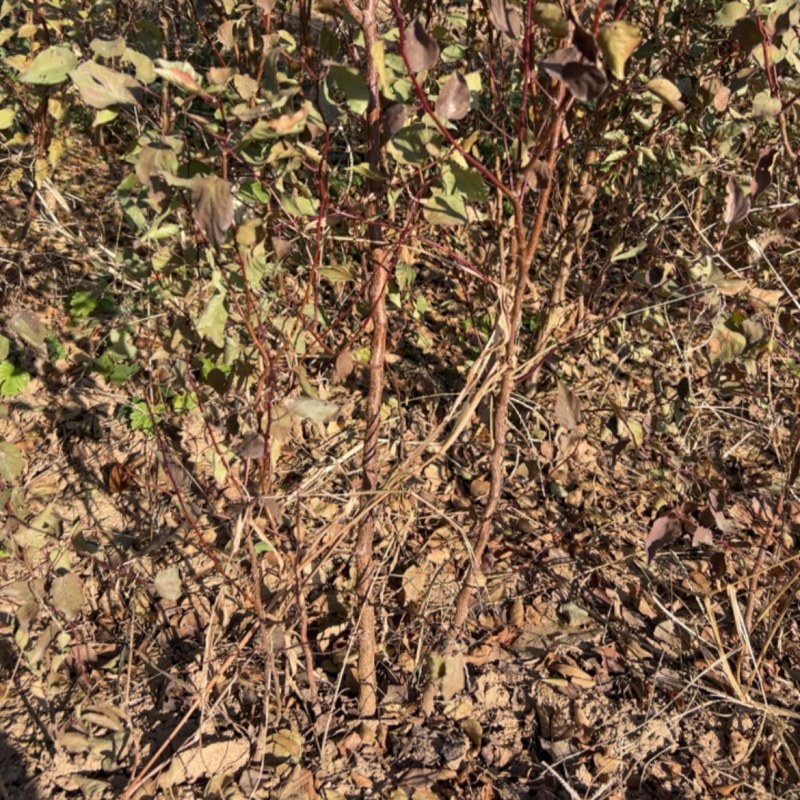 山杏苗嫁接杏树砧木苗荒山绿化苗