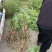 刺槐小苗