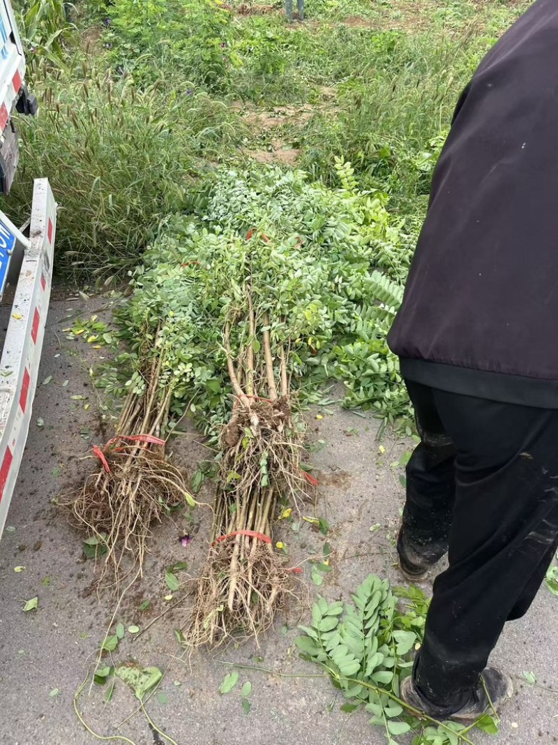 刺槐小苗